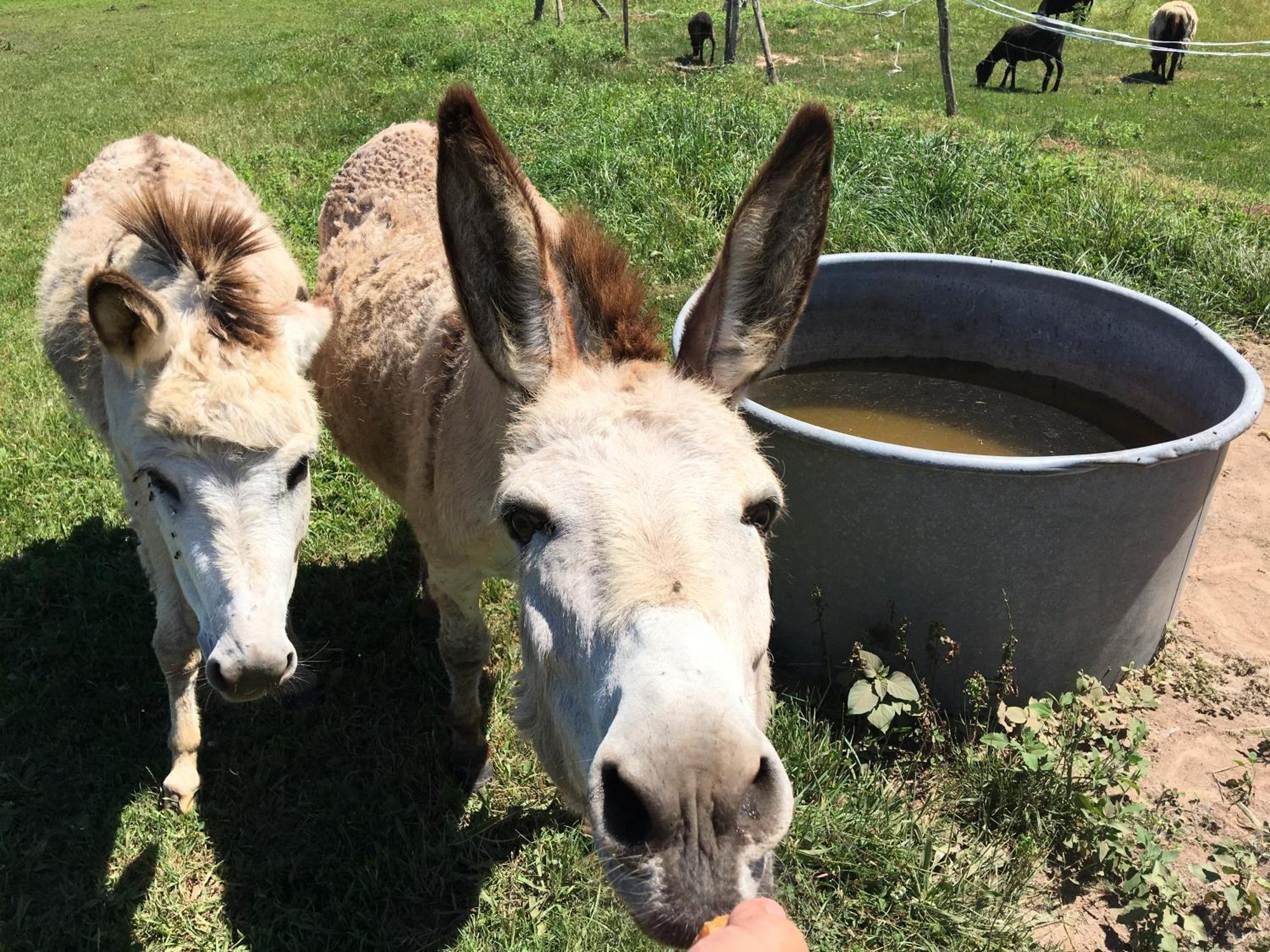 Camping La Ferme De Perdigat Limeuil Dış mekan fotoğraf